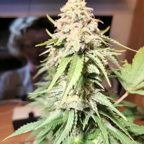 Critical Pheno#2//Mutter growlog timeline photo
