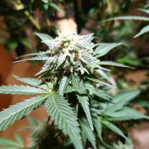 Critical Pheno#2//Mutter growlog timeline photo