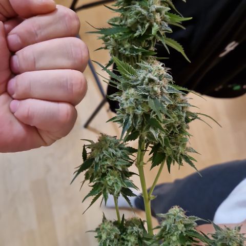 Critical Pheno#2//Mutter growlog timeline photo