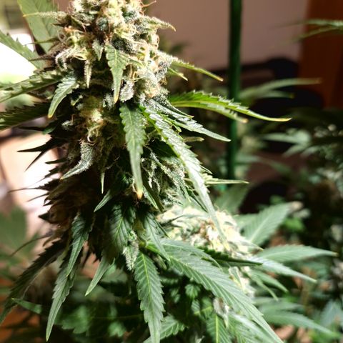Critical Pheno#2//Mutter growlog timeline photo