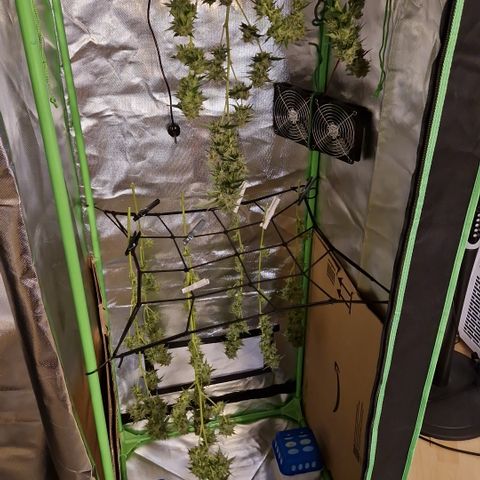 Critical Pheno#2//Mutter growlog timeline photo