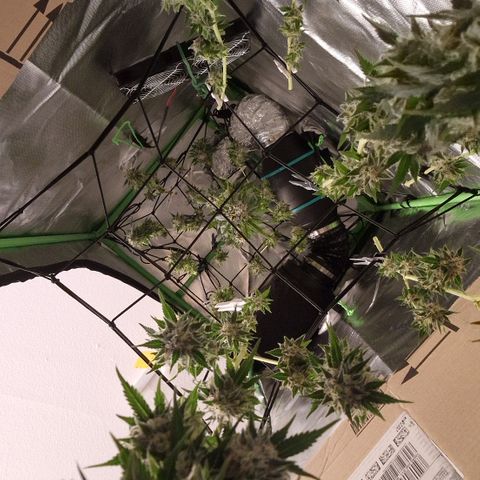 Critical Pheno#2//Mutter growlog timeline photo