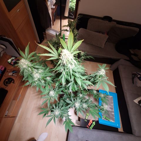 Critical Pheno#2//Mutter growlog timeline photo