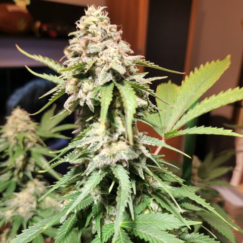 Critical Pheno#2//Mutter growlog timeline photo