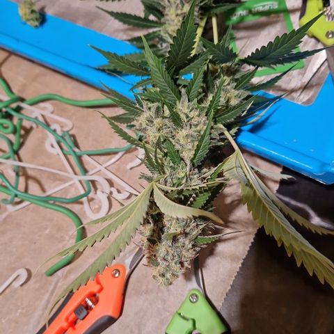 Critical Pheno#2//Mutter growlog timeline photo