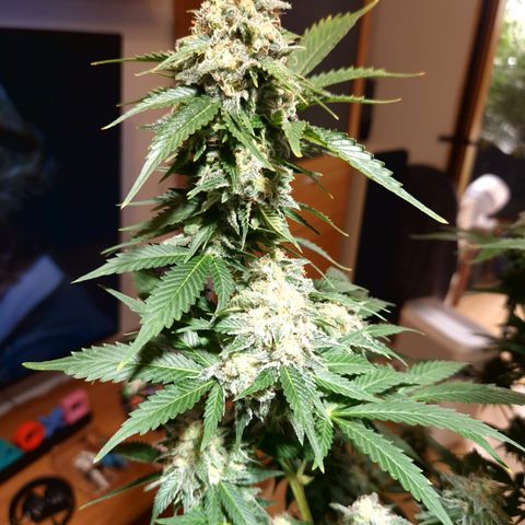 Critical Pheno#2//Mutter growlog timeline photo