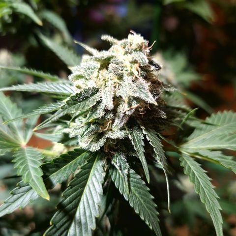 Critical Pheno#2//Mutter growlog timeline photo