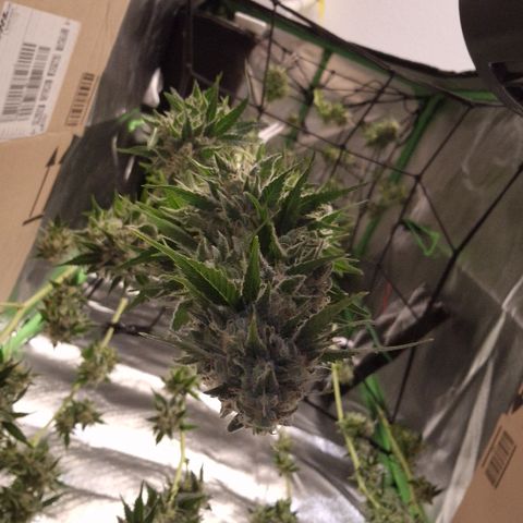 Critical Pheno#2//Mutter growlog timeline photo