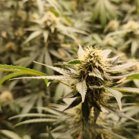 Critical "BigMama" #5 growlog timeline photo