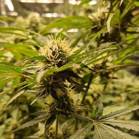 Critical "BigMama" #5 growlog timeline photo