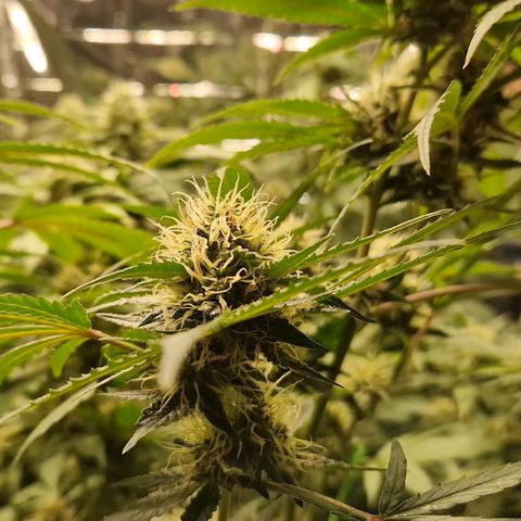 Critical "BigMama" #5 growlog timeline photo