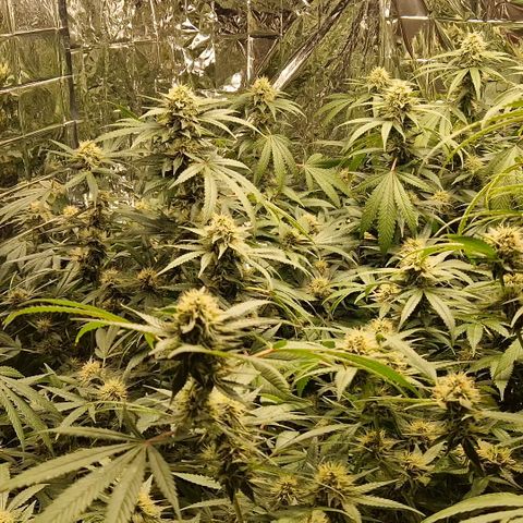 Critical "BigMama" #5 growlog timeline photo