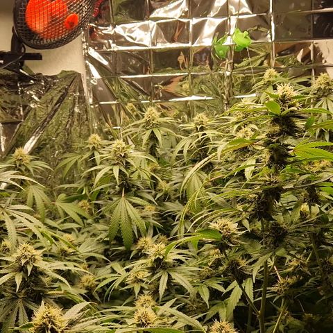 Critical "BigMama" #5 growlog timeline photo