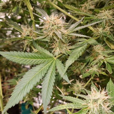 Critical "BigMama" #5 growlog timeline photo