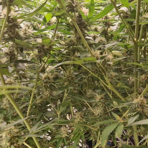 Critical "BigMama" #5 growlog timeline photo