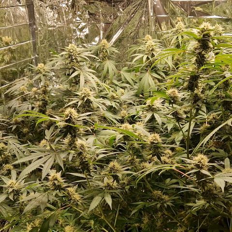 Critical "BigMama" #5 growlog timeline photo
