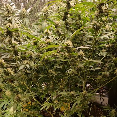 Critical "BigMama" #5 growlog timeline photo