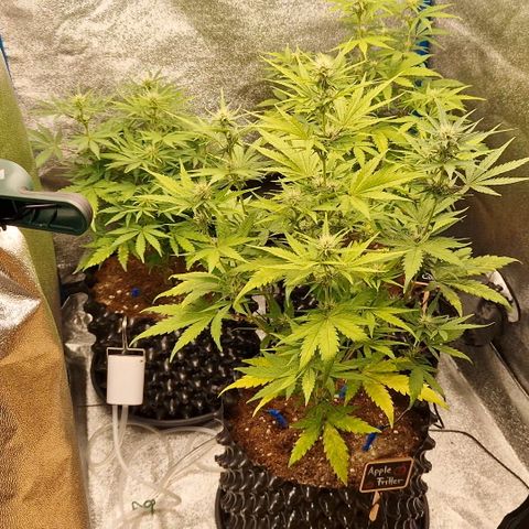Wedding Cake 🍰 growlog timeline photo