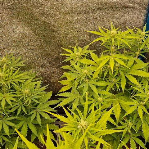 Wedding Cake 🍰 growlog timeline photo