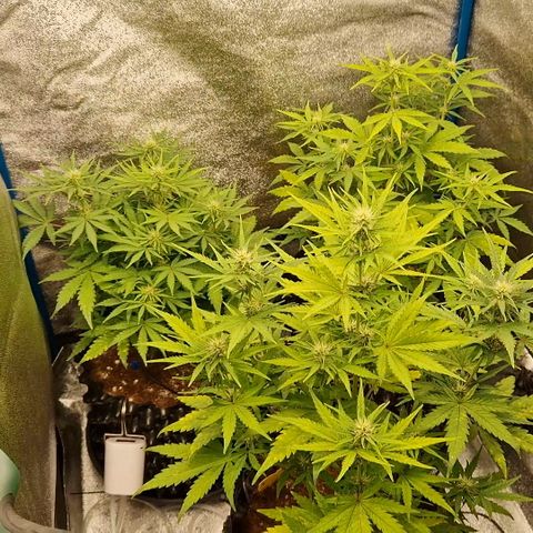Wedding Cake 🍰 growlog timeline photo