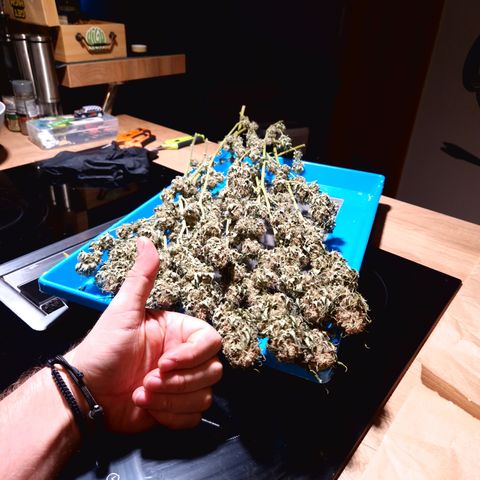 Critical Pheno#2//Mutter growlog timeline photo