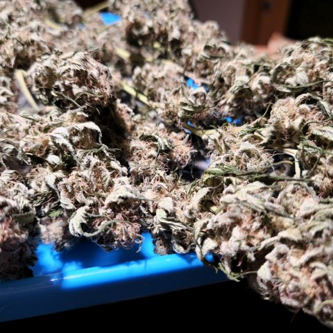 Critical Pheno#2//Mutter growlog timeline photo