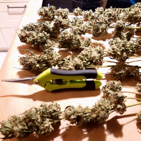 Critical Pheno#2//Mutter growlog timeline photo