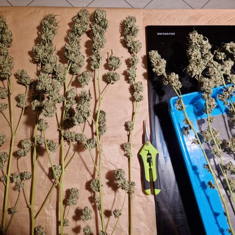 Critical Pheno#2//Mutter growlog timeline photo