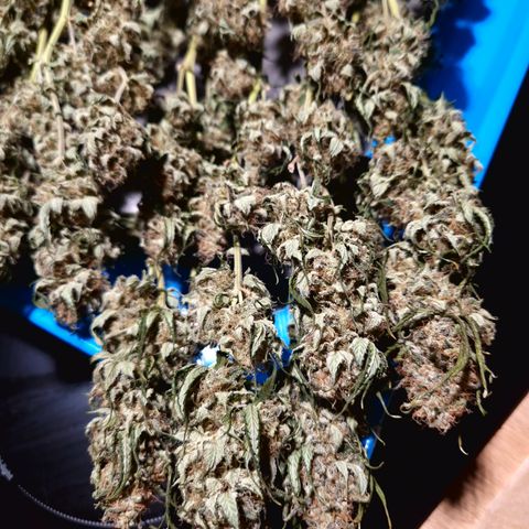 Critical Pheno#2//Mutter growlog timeline photo