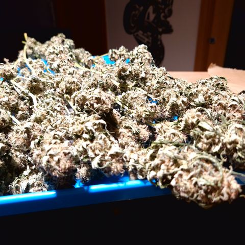 Critical Pheno#2//Mutter growlog timeline photo