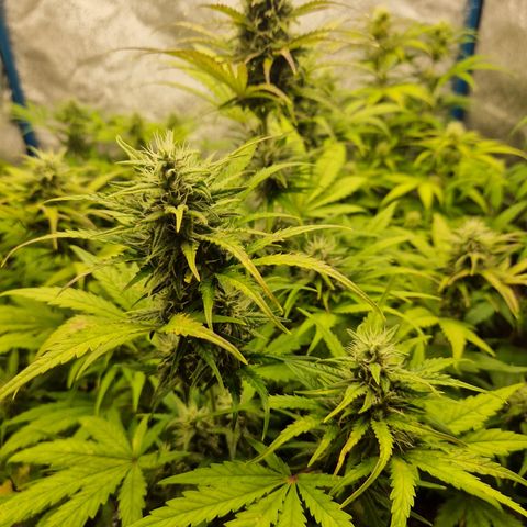 Apple Fritter 🍎 growlog timeline photo