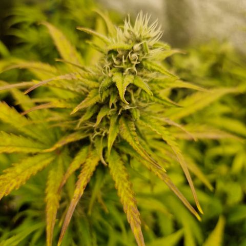 Apple Fritter 🍎 growlog timeline photo