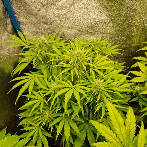 Bubble Kush 💦 growlog timeline photo