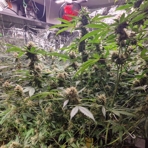 Critical "BigMama" #5 growlog timeline photo