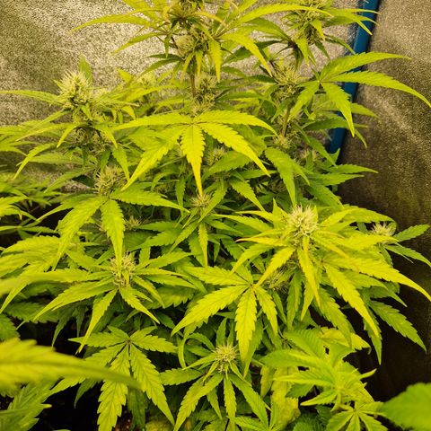 Wedding Cake 🍰 growlog timeline photo
