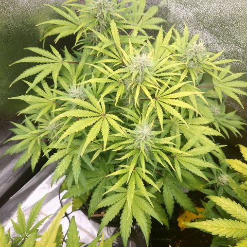 Wedding Cake 🍰 growlog timeline photo