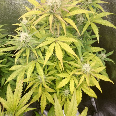 Wedding Cake 🍰 growlog timeline photo