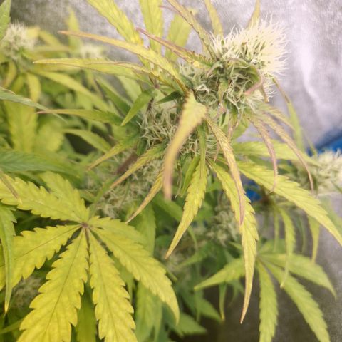 Wedding Cake 🍰 growlog timeline photo