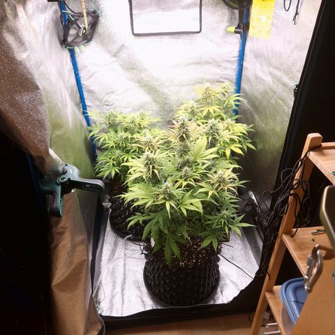 Wedding Cake 🍰 growlog timeline photo