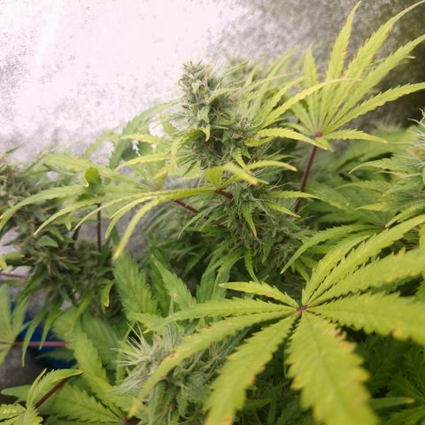 Wedding Cake 🍰 growlog timeline photo