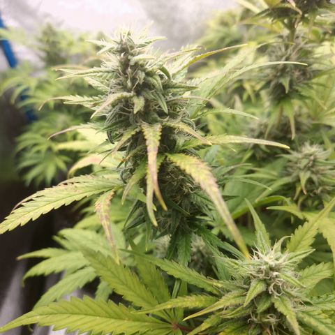 Wedding Cake 🍰 growlog timeline photo