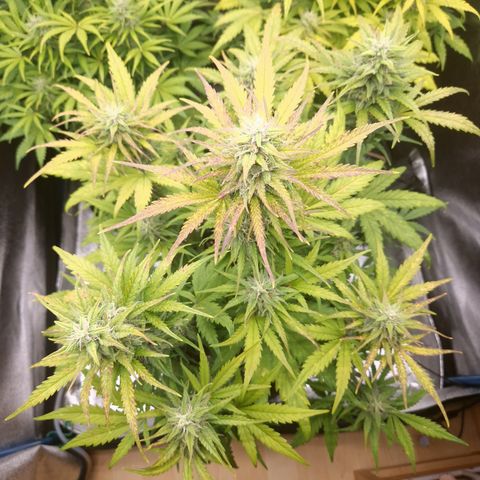 Wedding Cake 🍰 growlog timeline photo
