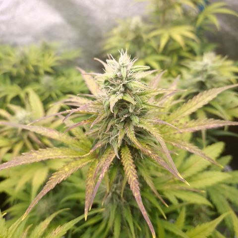 Apple Fritter 🍎 growlog timeline photo