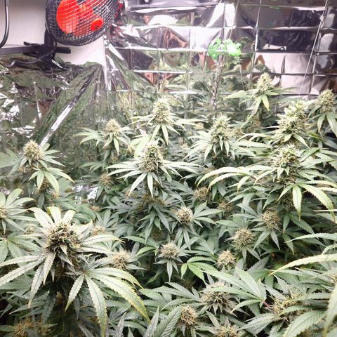 Critical "BigMama" #5 growlog timeline photo