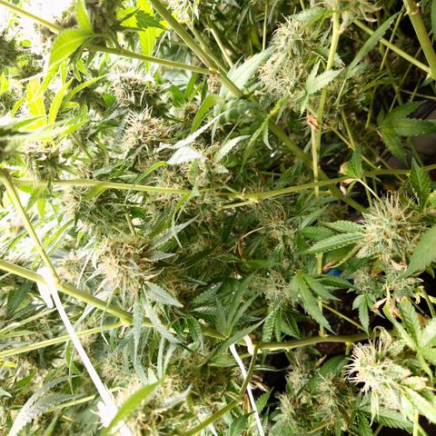 Critical "BigMama" #5 growlog timeline photo
