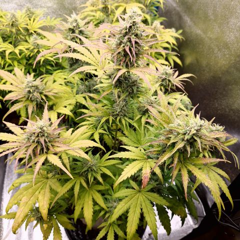 Apple Fritter 🍎 growlog timeline photo