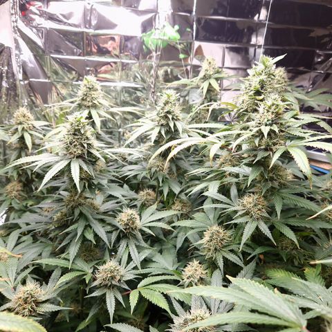 Critical "BigMama" #5 growlog timeline photo
