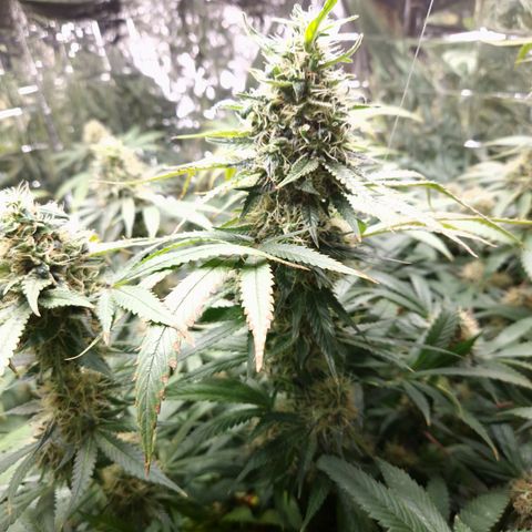 Critical "BigMama" #5 growlog timeline photo