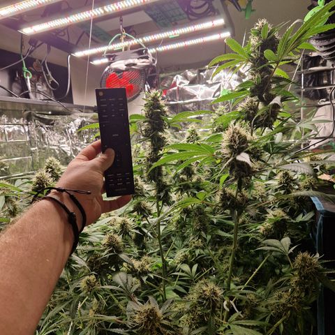 Critical "BigMama" #5 growlog timeline photo