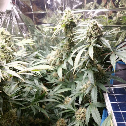Critical "BigMama" #5 growlog timeline photo